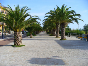 San-Benedetto-del-Tronto-palm-riviera-italy