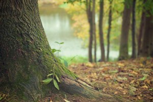 mettiamo radici fututo campagna alberi.jpg