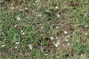 Grandine, danni in agricoltura, maltempo